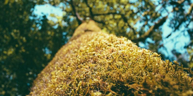 掘金时代：把握商业加盟与连锁投资的新机遇